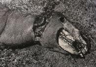 Mutilated horse